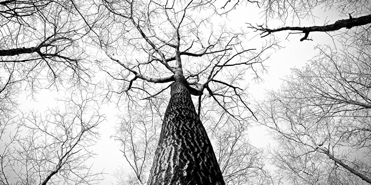 Vue en contre-plongée d'un arbre et de ses branches
